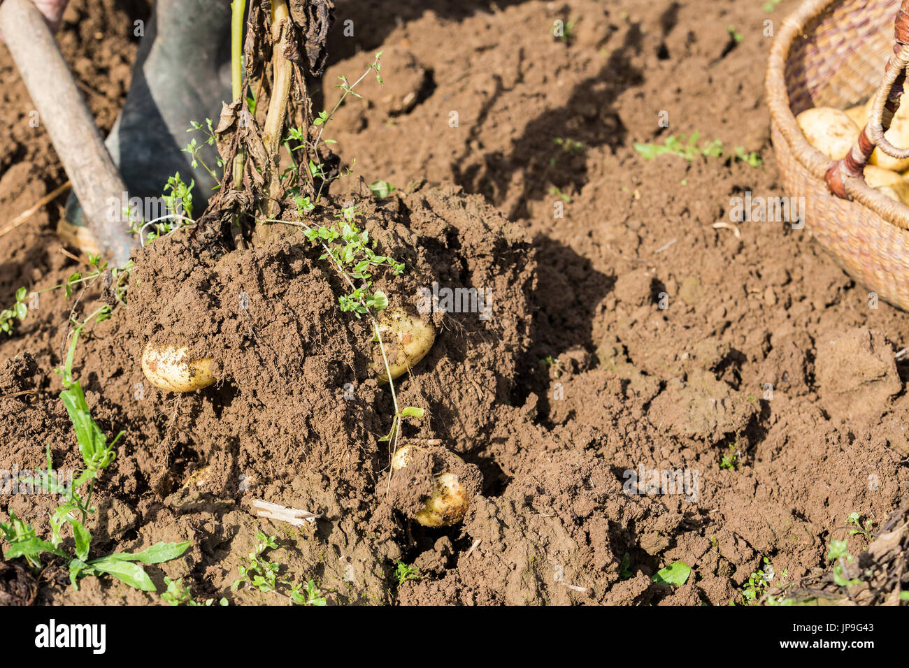 Digging up fresh potatoes with fork shovel outdoors, hands of the ...