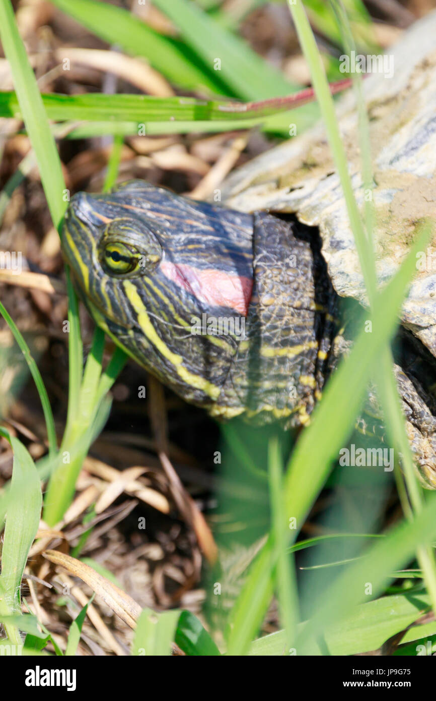 Redeared slider turtle, Trachemys scripta elegans, walks between water