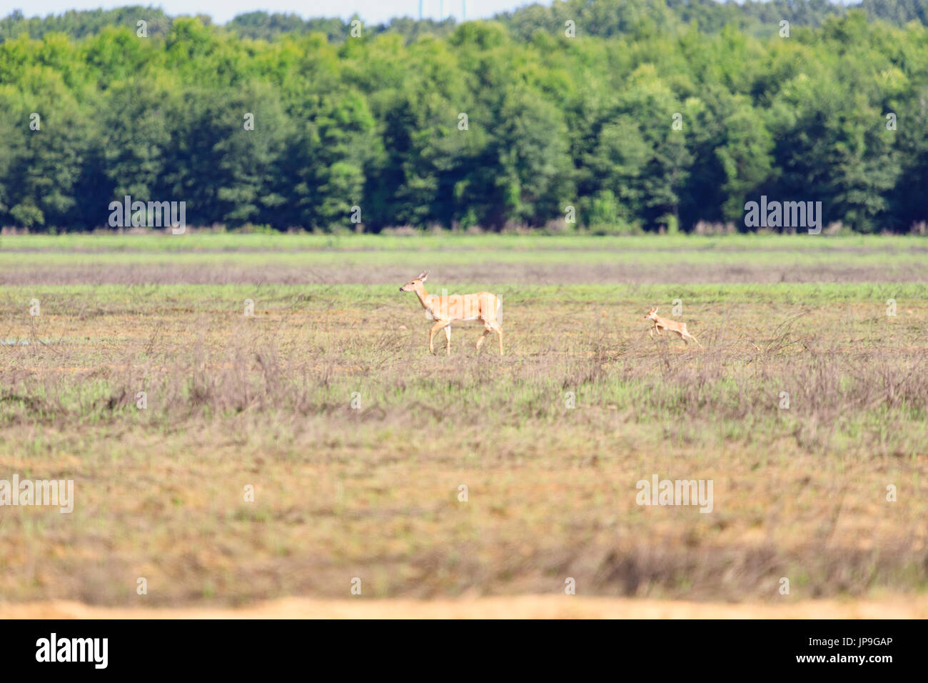 A white-tailed, Odocoileus virginianus, doe and her fawn walk across a field in Bald Knob Wildlife Refuge in Bald Knob, Arkansas Stock Photo