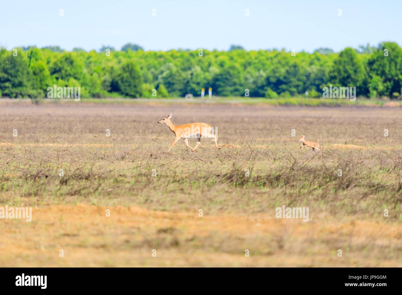A white-tailed, Odocoileus virginianus, doe and her fawn walk across a field in Bald Knob Wildlife Refuge in Bald Knob, Arkansas Stock Photo