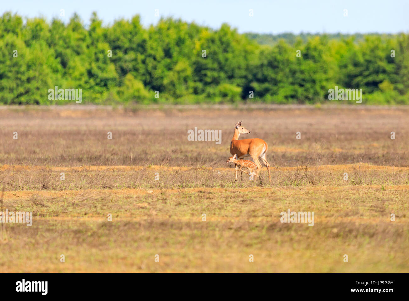 A whitetailed, Odocoileus virginianus, doe and her fawn walk across a