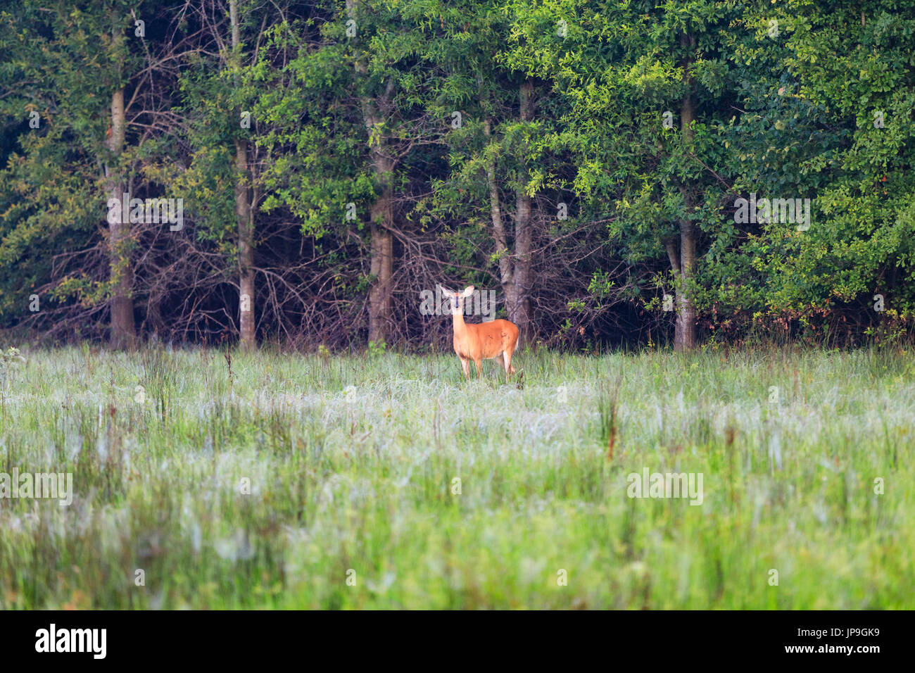 A female, doe, white-tailed deer stares on the edge of a wooded part of Baldknob National Wildlife Refuge. Stock Photo