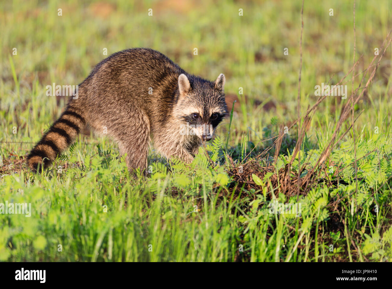 A raccoon foraging for breakfast in the early hours of the morning at