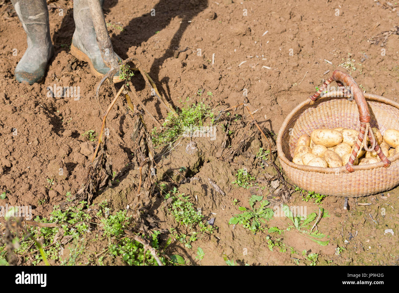 Digging up fresh potatoes with fork shovel outdoors, hands of the ...