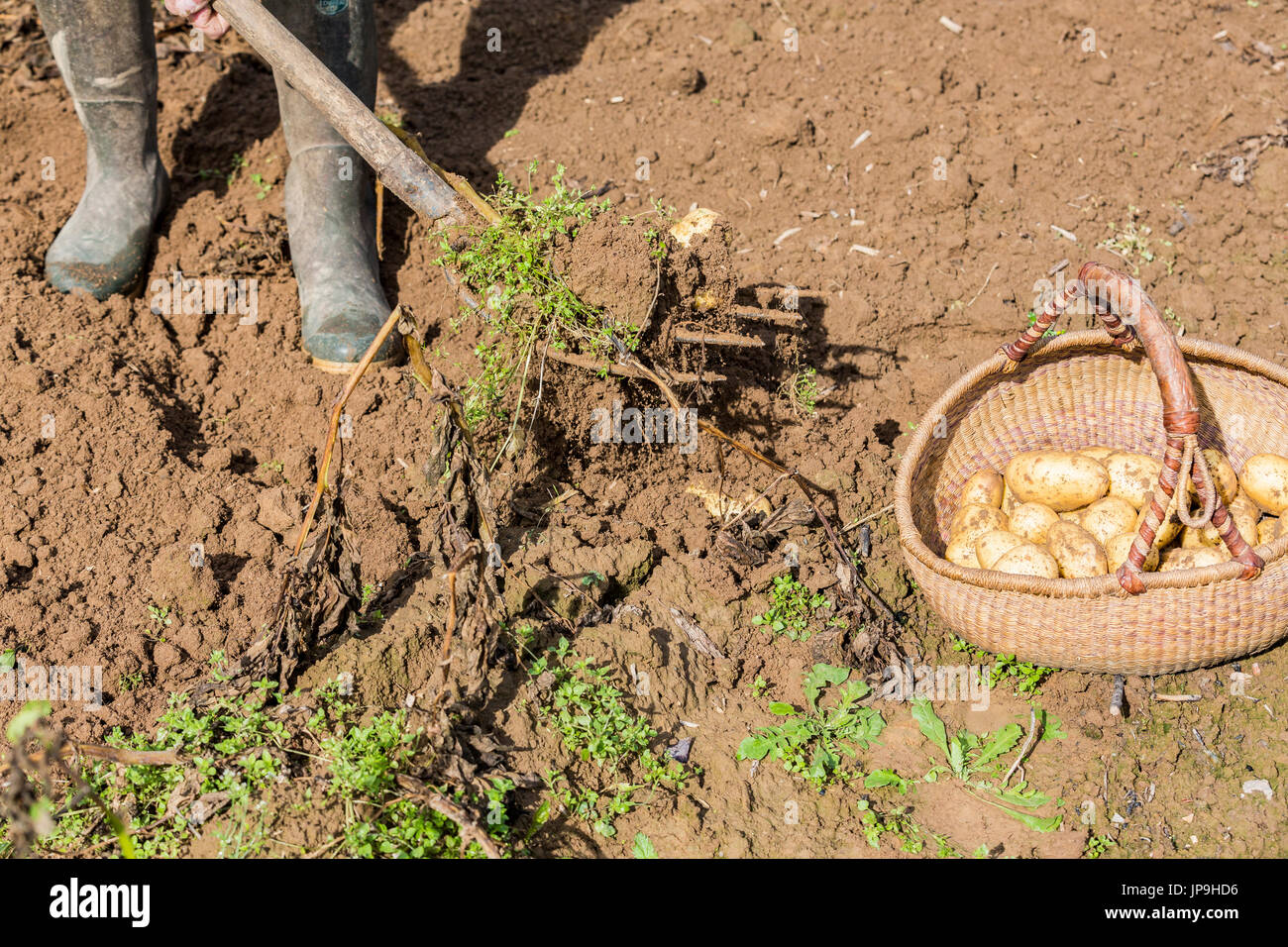 Digging up fresh potatoes with fork shovel outdoors, hands of the ...