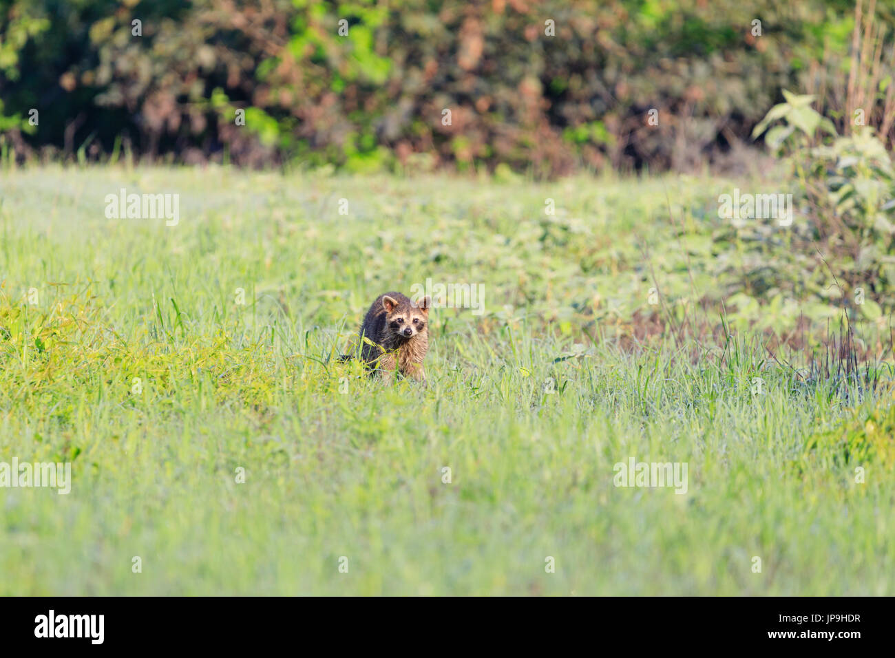 A raccoon foraging for breakfast in the early hours of the morning at