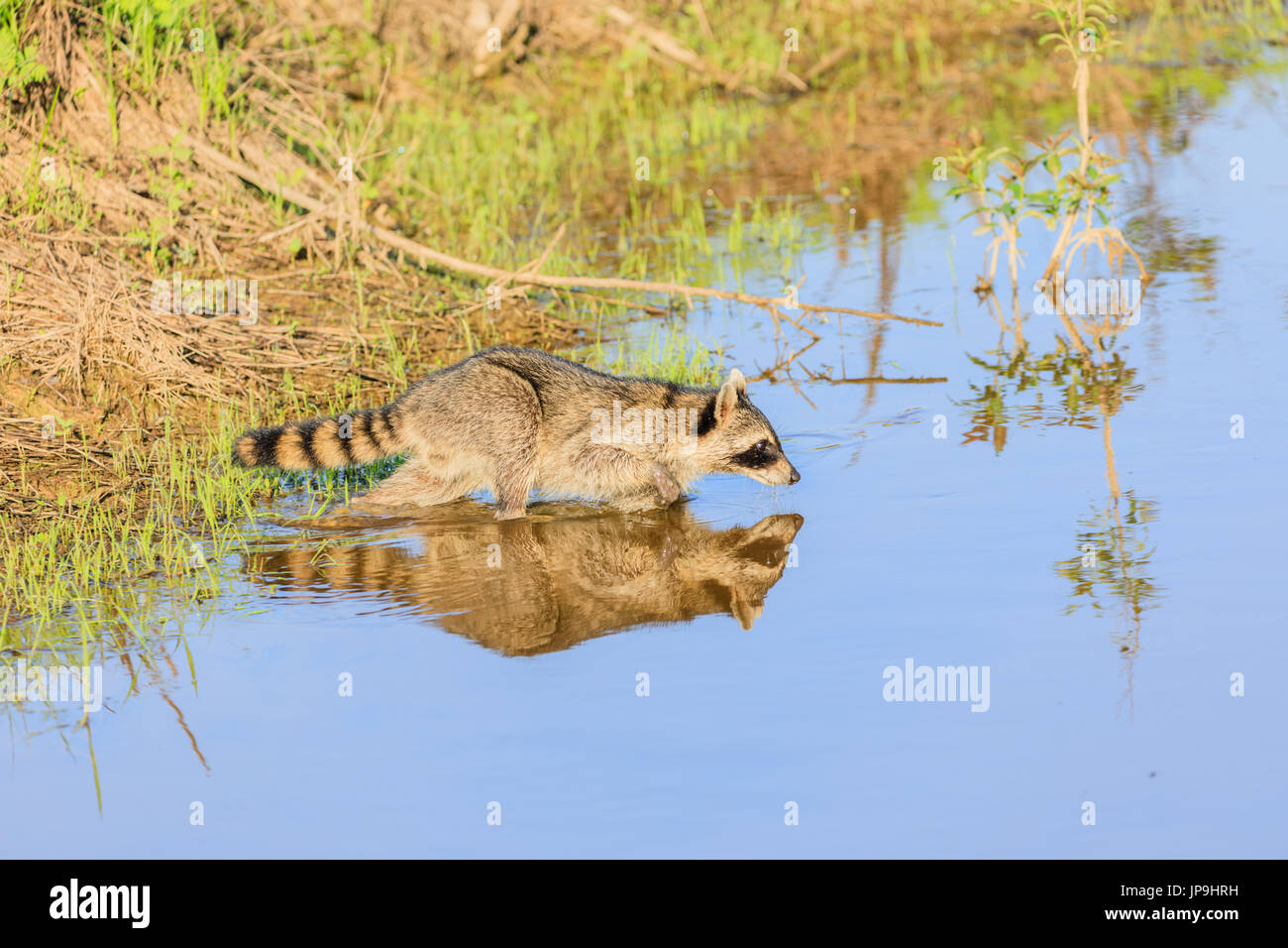 A raccoon foraging for breakfast in the early hours of the morning at