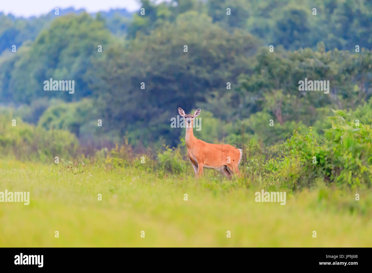 White-tailed deer walks out from thick brush at the Bald Knob Wildlife Refuge in Bald Knob, Arkansas Stock Photo