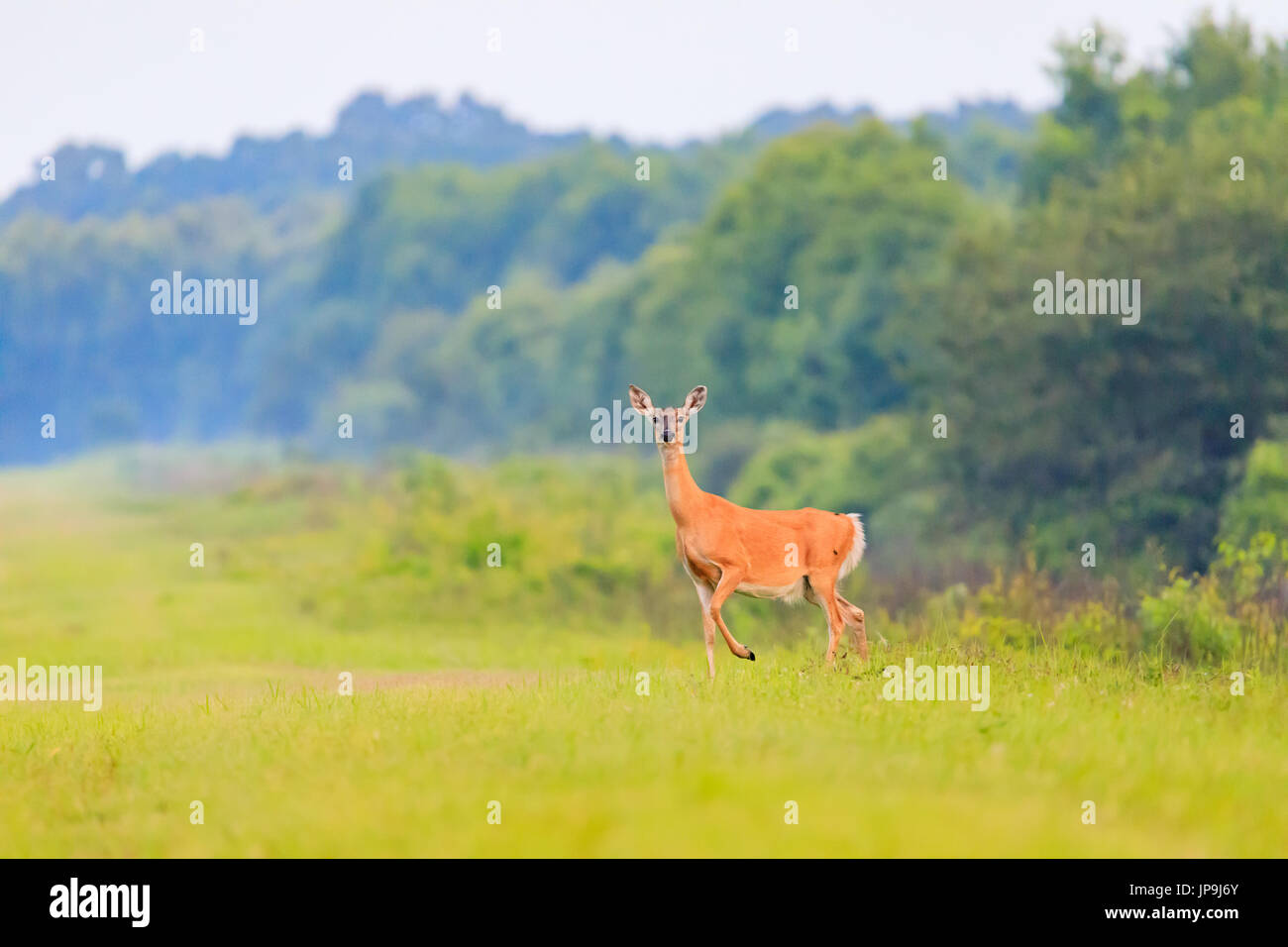 White-tailed deer walks out from thick brush at the Bald Knob Wildlife Refuge in Bald Knob, Arkansas Stock Photo