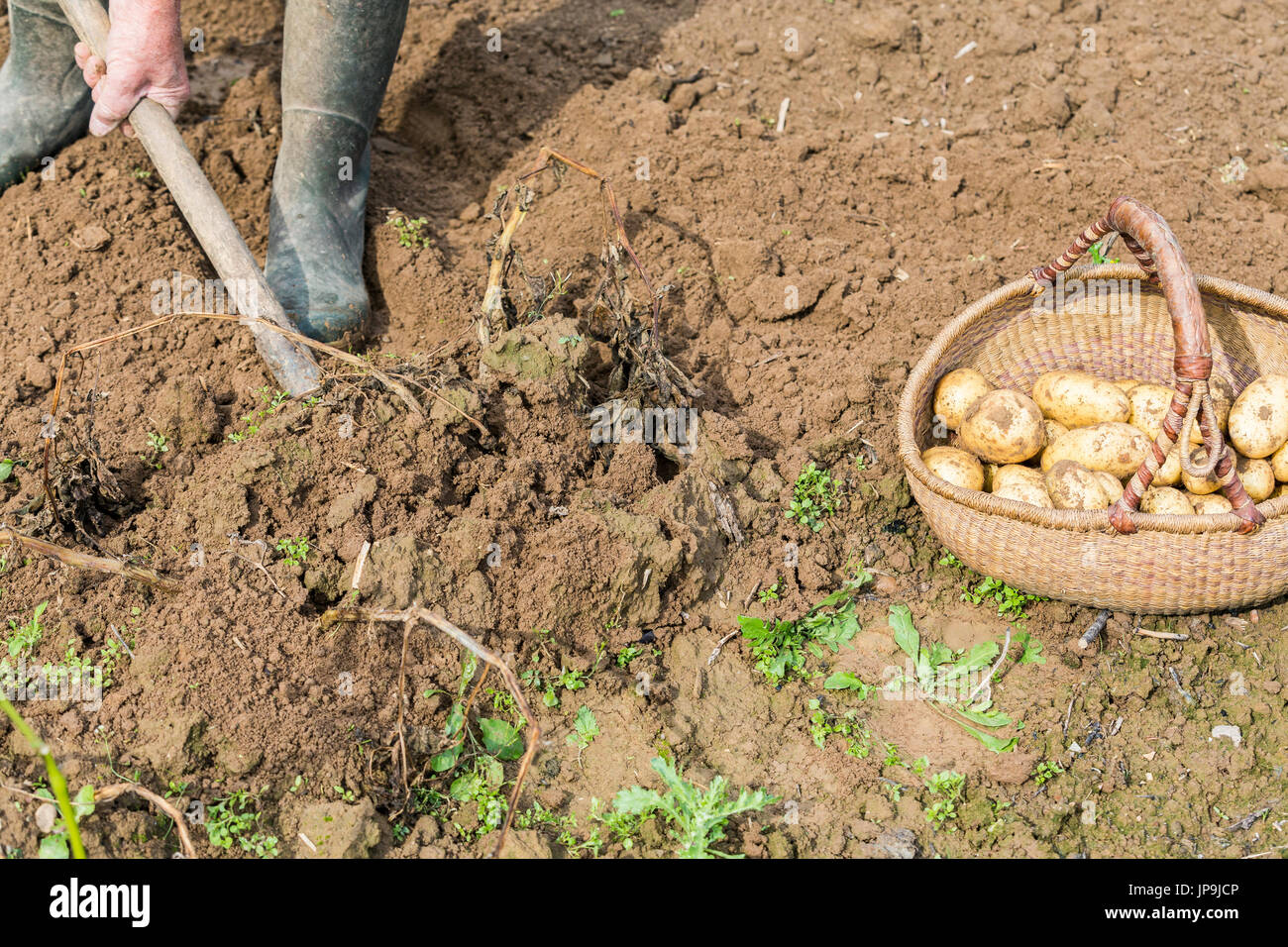 Digging up fresh potatoes with fork shovel outdoors, hands of the ...