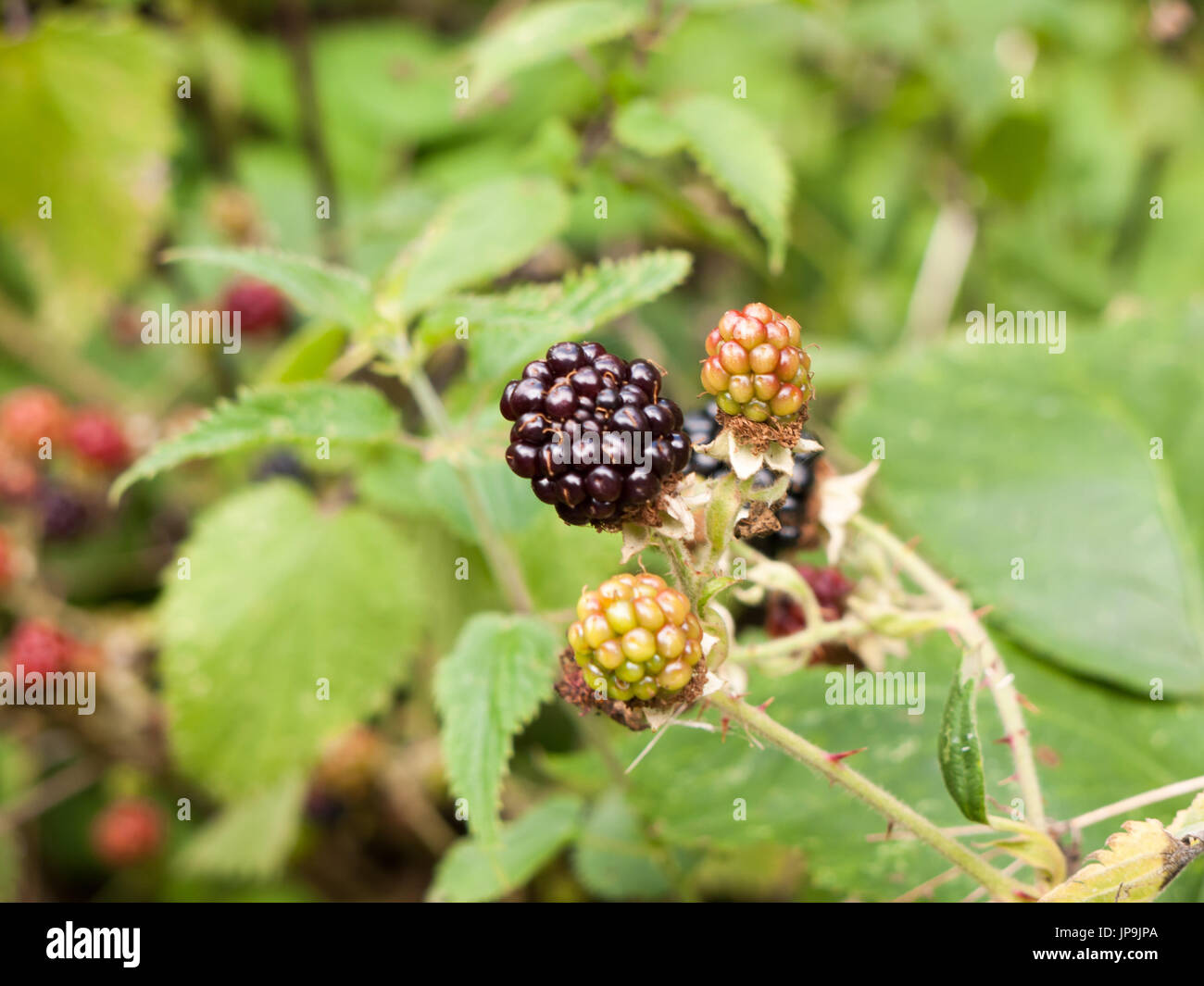 Lushi Ripi Healthy close up lush hi-res stock photography and images - Alamy