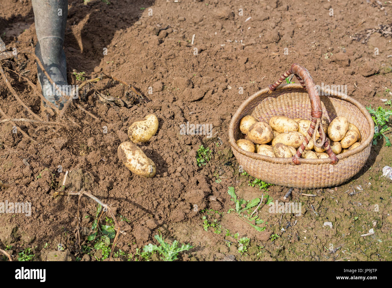 Digging up fresh potatoes with fork shovel outdoors, hands of the ...