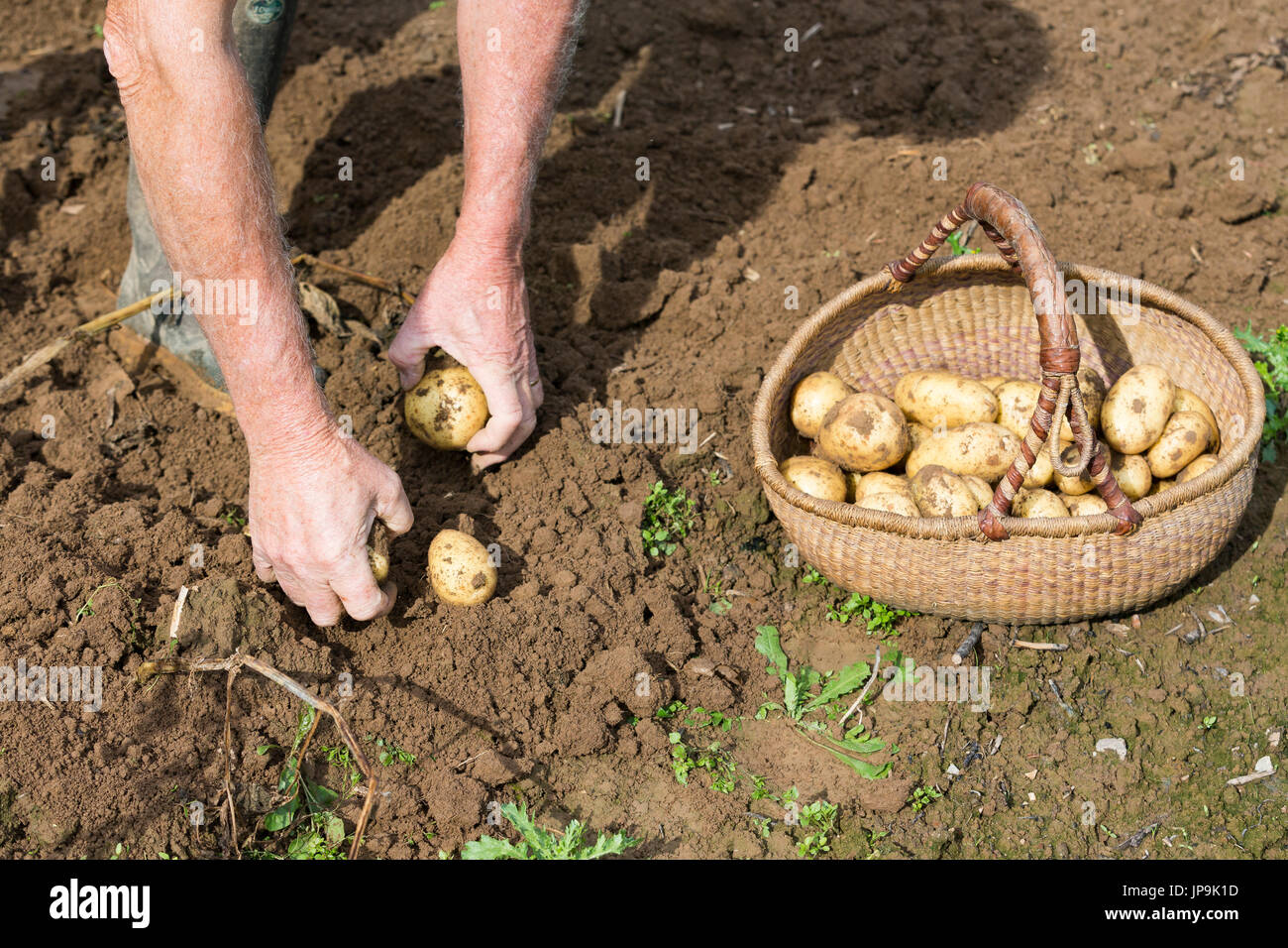 Digging up fresh potatoes with fork shovel outdoors, hands of the ...
