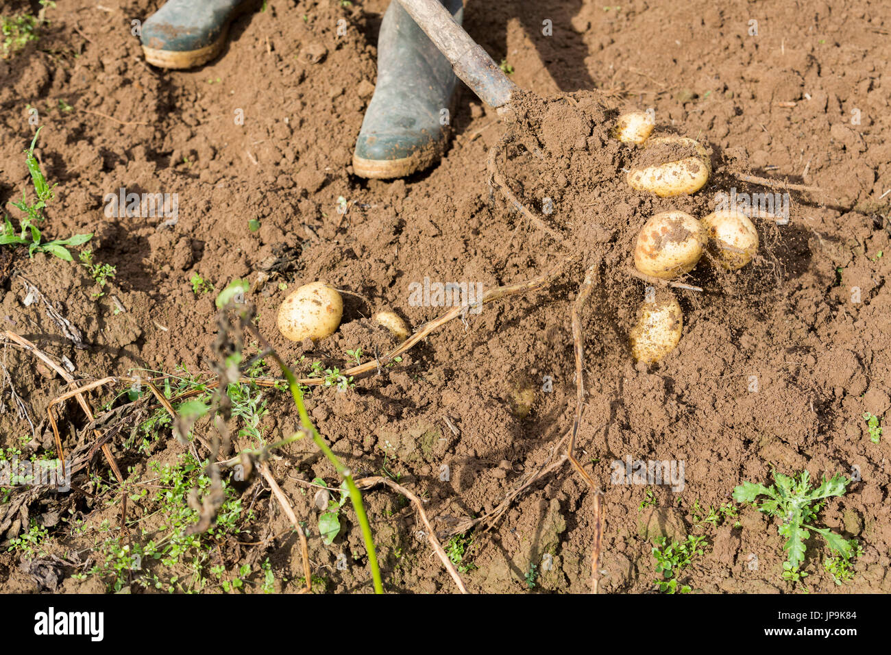 Digging up fresh potatoes with fork shovel outdoors, hands of the ...
