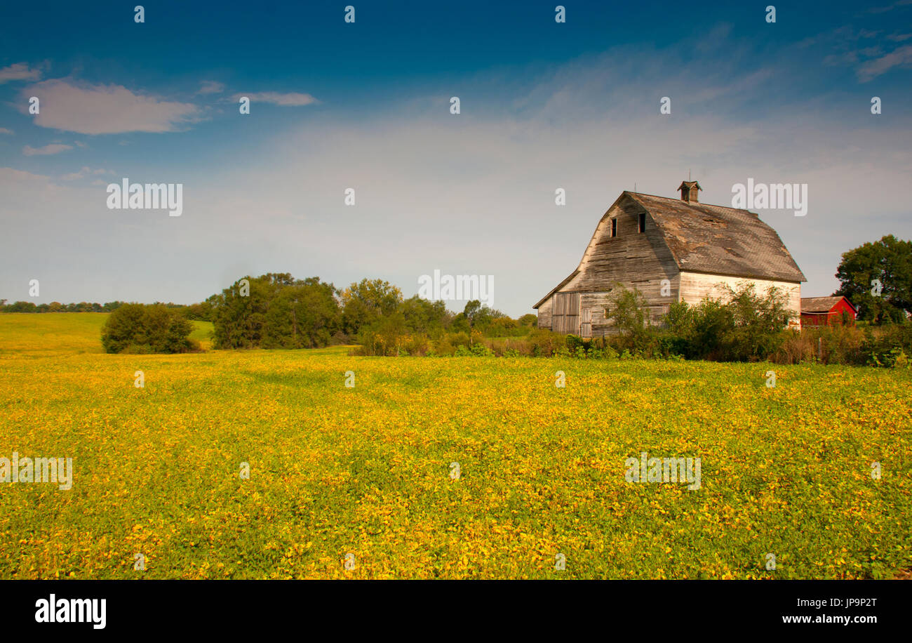 Pretty Barn amidst sea of yellow spring flowers Stock Photo