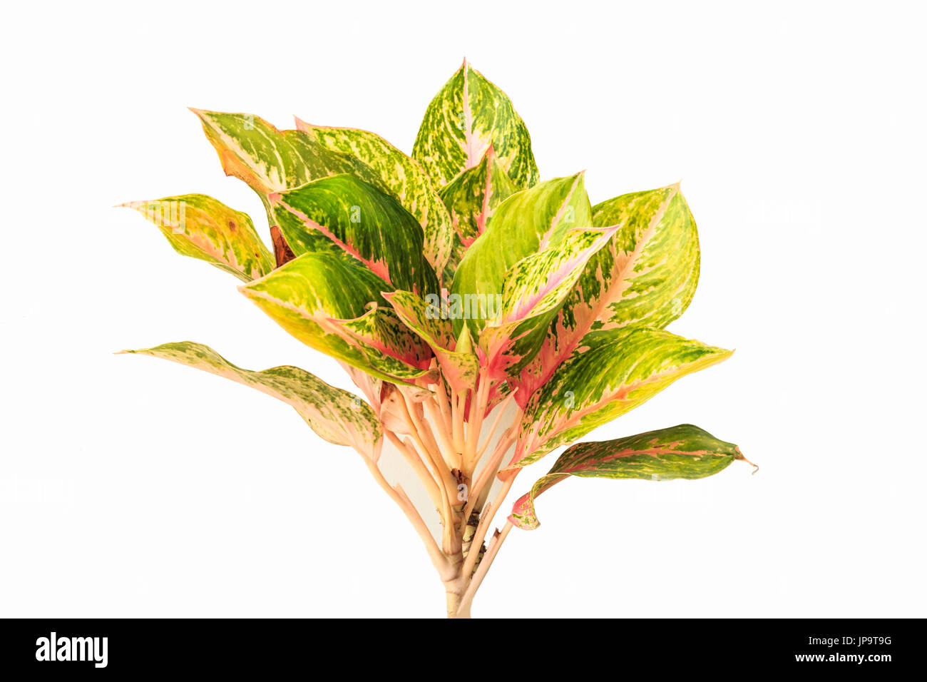 Colorful Aglaonema or Chinese Evergreen isolated on white background. Stock Photo