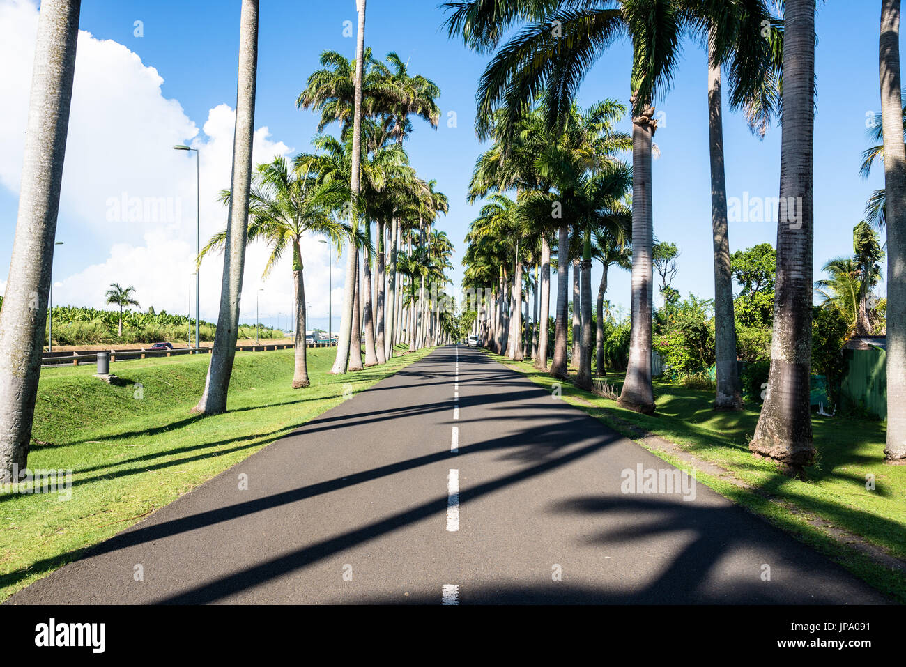 Alley Dumanoir with over 100 years old palm trees, Guadeloupe Stock Photo