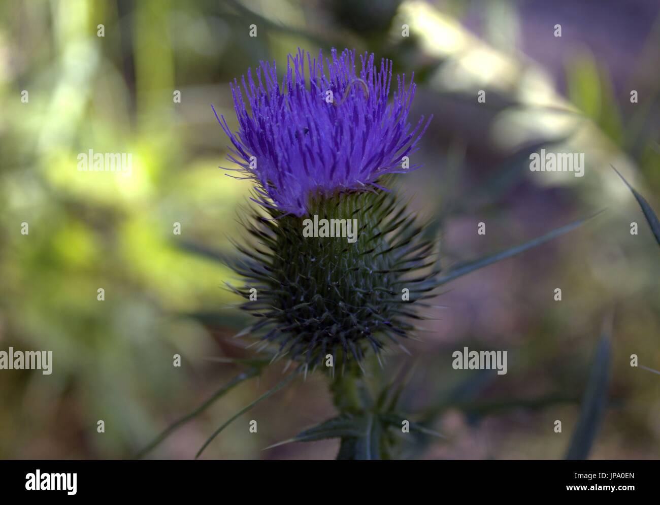 Bull Thistle in Bloom Stock Photo