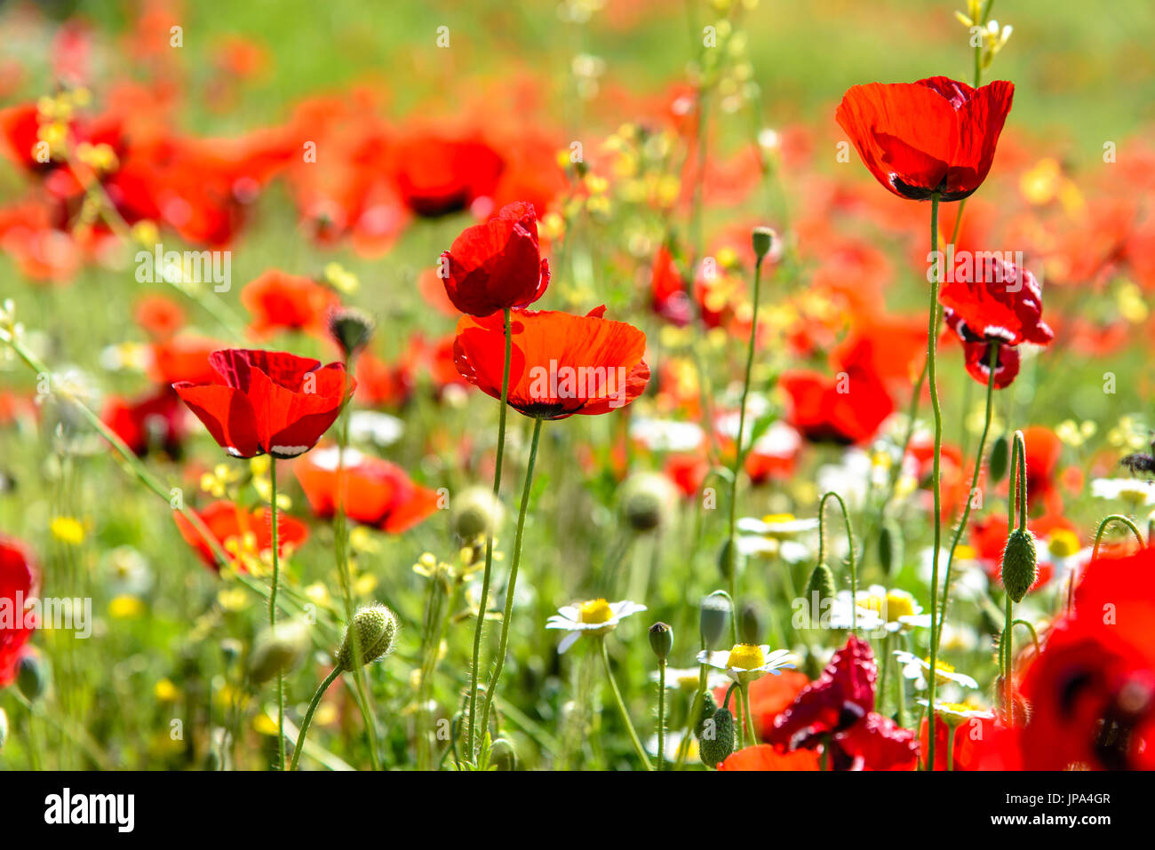 Red poppy field, Pamukkale, Turkey Stock Photo - Alamy