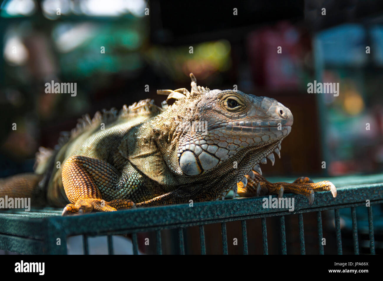 Green Iguana Iguana Iguana Stock Photo Alamy