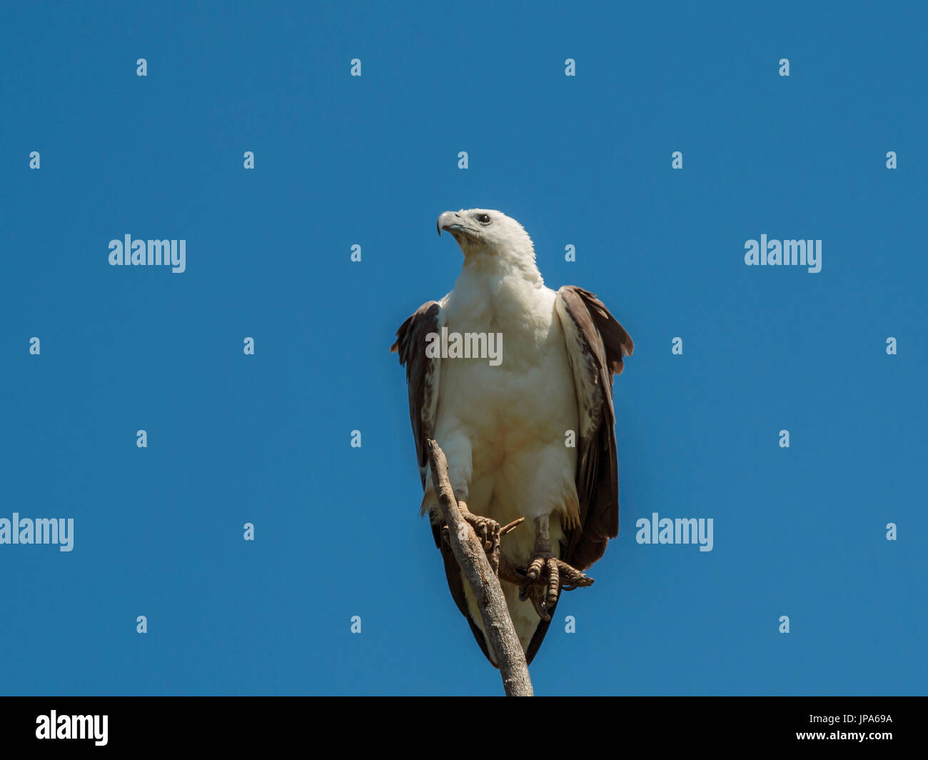 White bellied sea eagles australia hi-res stock photography and images ...