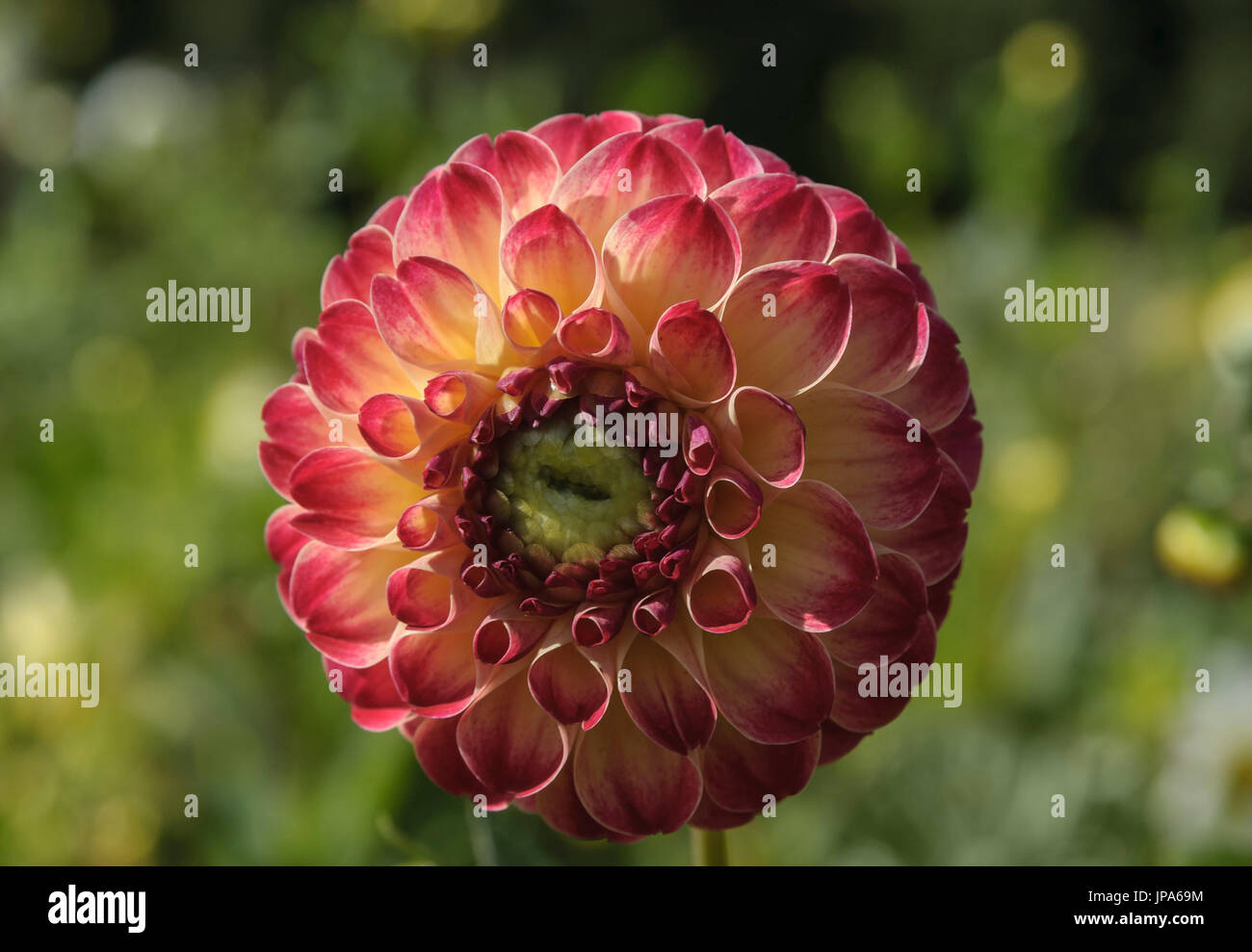 Natural Science, Small depth of sharpness, dahlia flower close-up, Stock Photo