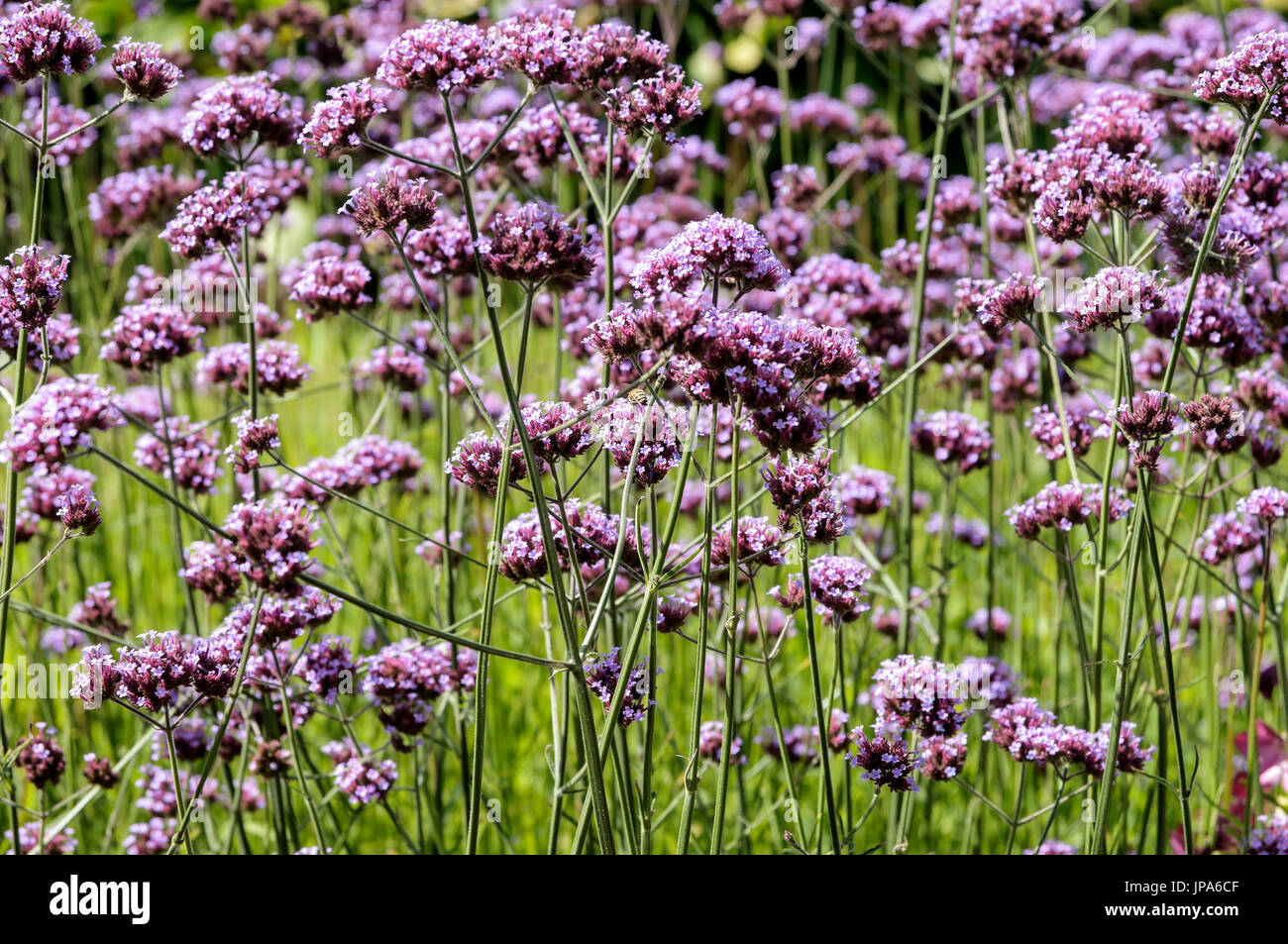 Natural Science, Small depth of sharpness, verbena flowers Stock Photo