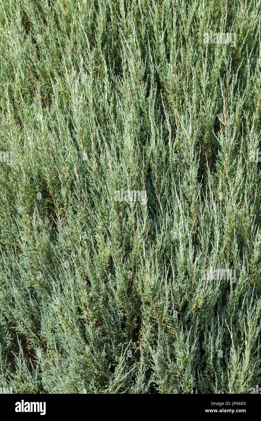 Natural Science, Thuja tree foliage photographed close-up Stock Photo