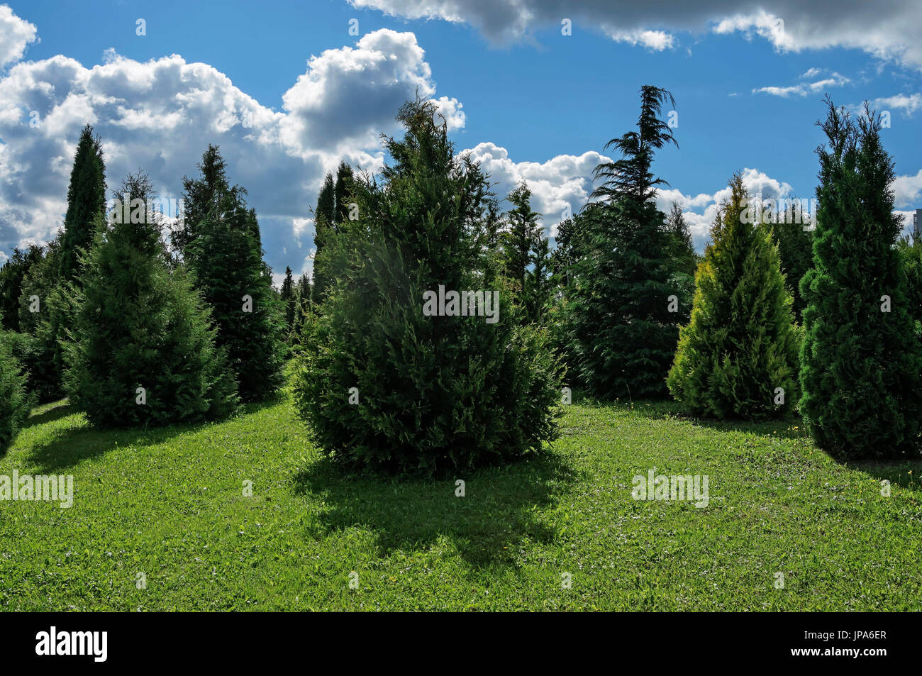 Natural Science, Summer garden, meadow with thuja Stock Photo