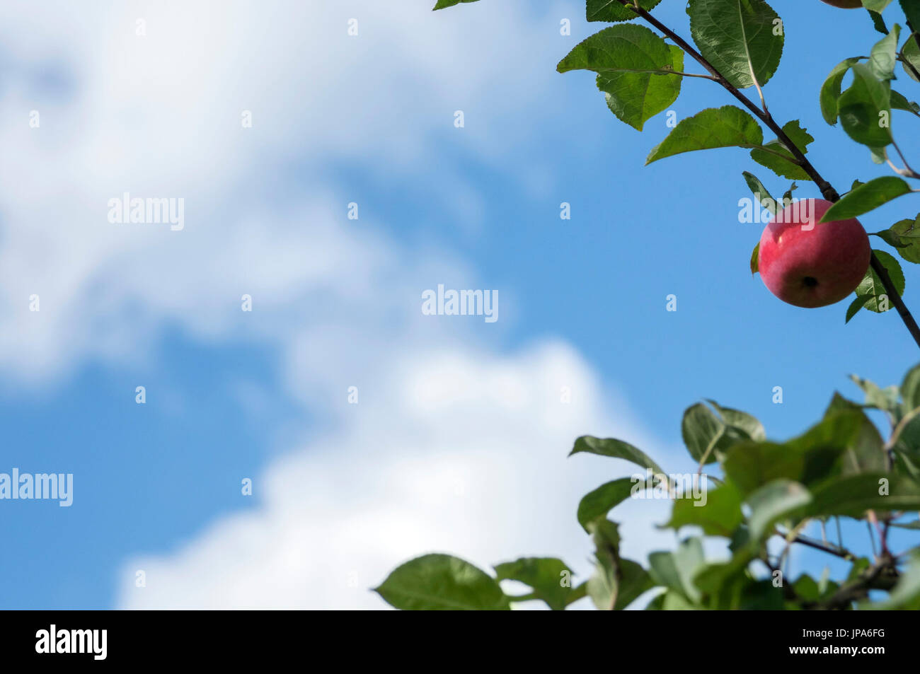 Natural Science, Solar lighting, red apple on a branch Stock Photo