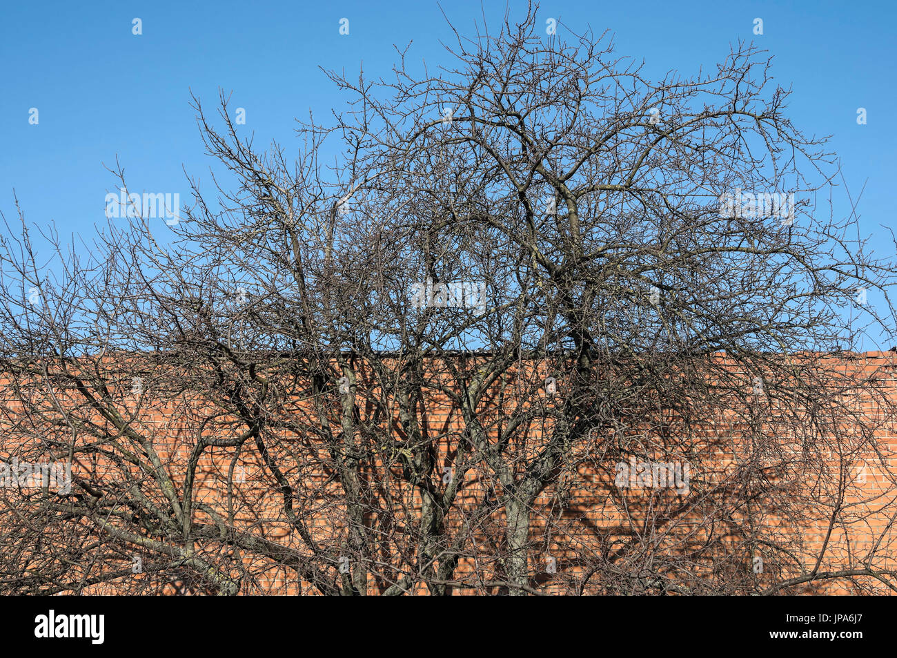 Symbol of spring hi-res stock photography and images - Alamy