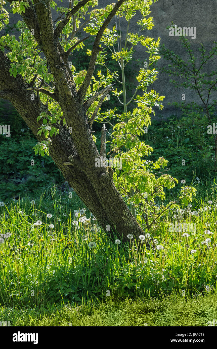 Natural Science, Spring, tree in the yard Stock Photo - Alamy
