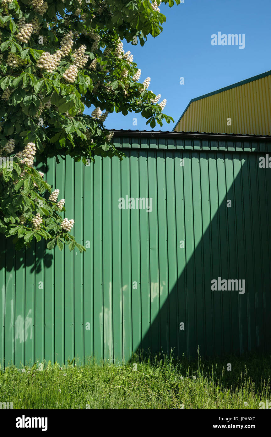 Natural Science, Blooming chestnut tree near the fence Stock Photo Alamy