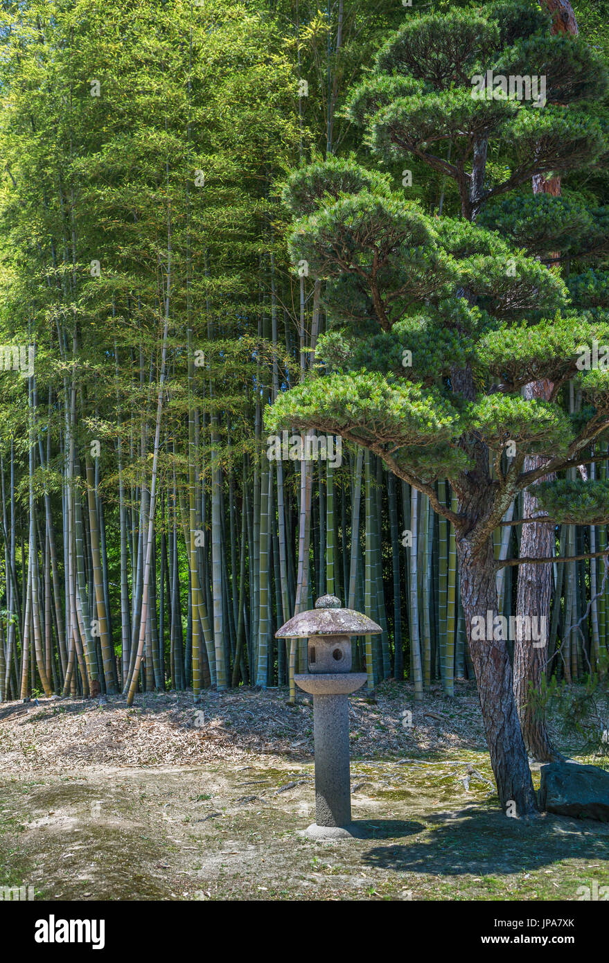 Japan, Okayama City, Korakuen Garden, Bambu Wood Stock Photo