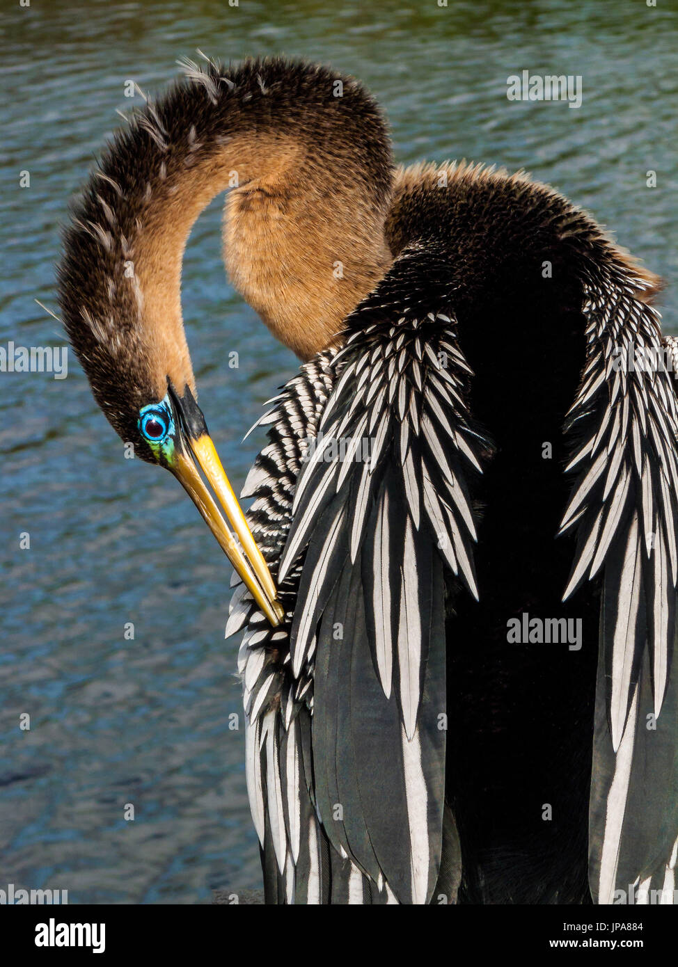 Anhinga (Anhinga anhinga) Stock Photo