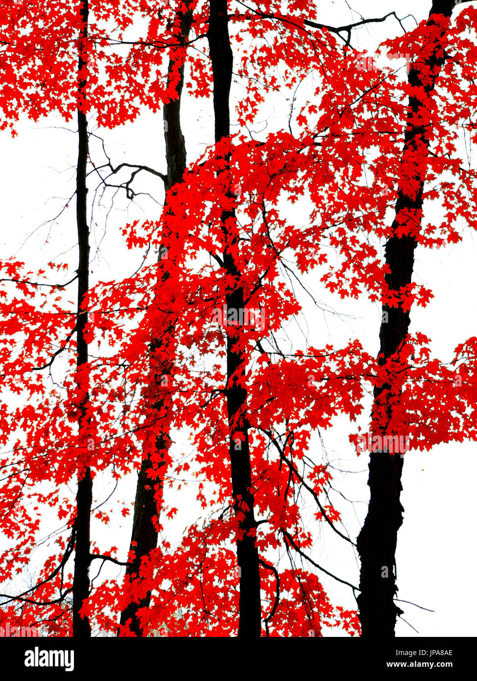 Trees and Red Leaves, Ontario, Canada Stock Photo