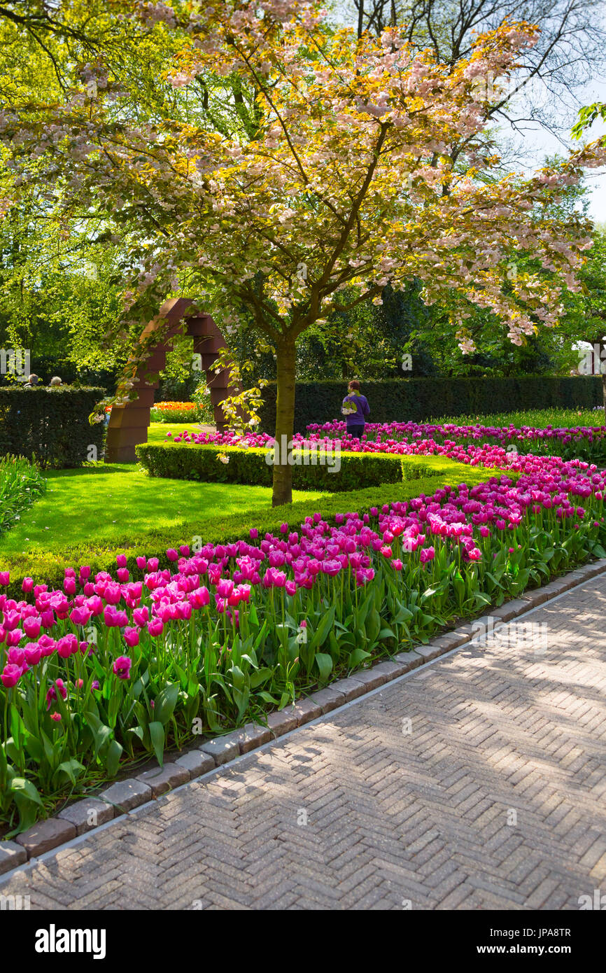 Colorful tulips in the Keukenhof park, Holland Stock Photo - Alamy