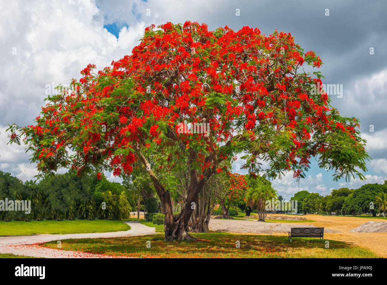 Flame tree, Flamboyan, ornamental tree, Delonix regia Stock Photo