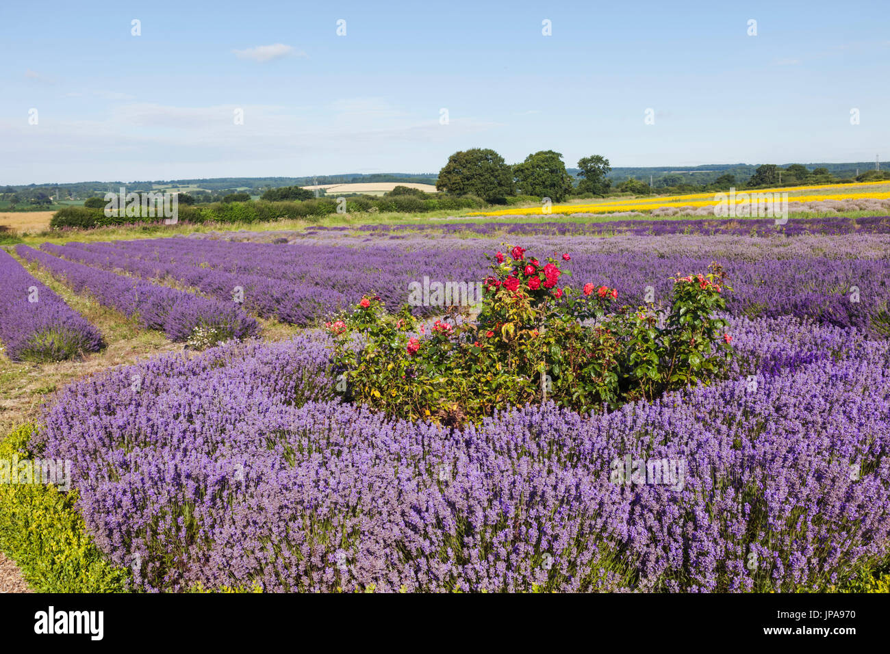 England, Hampshire, Lavender Fields Stock Photo
