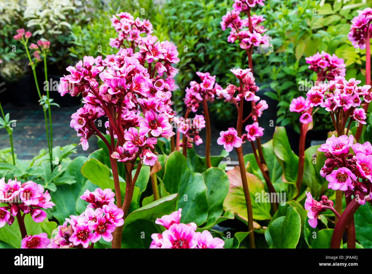 Pink Bergenia flowers close-up. Stock Photo