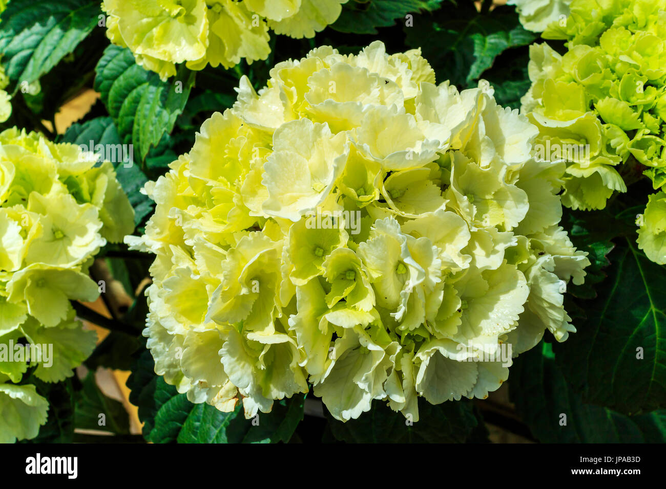 Hydrangea limelight hires stock photography and images Alamy