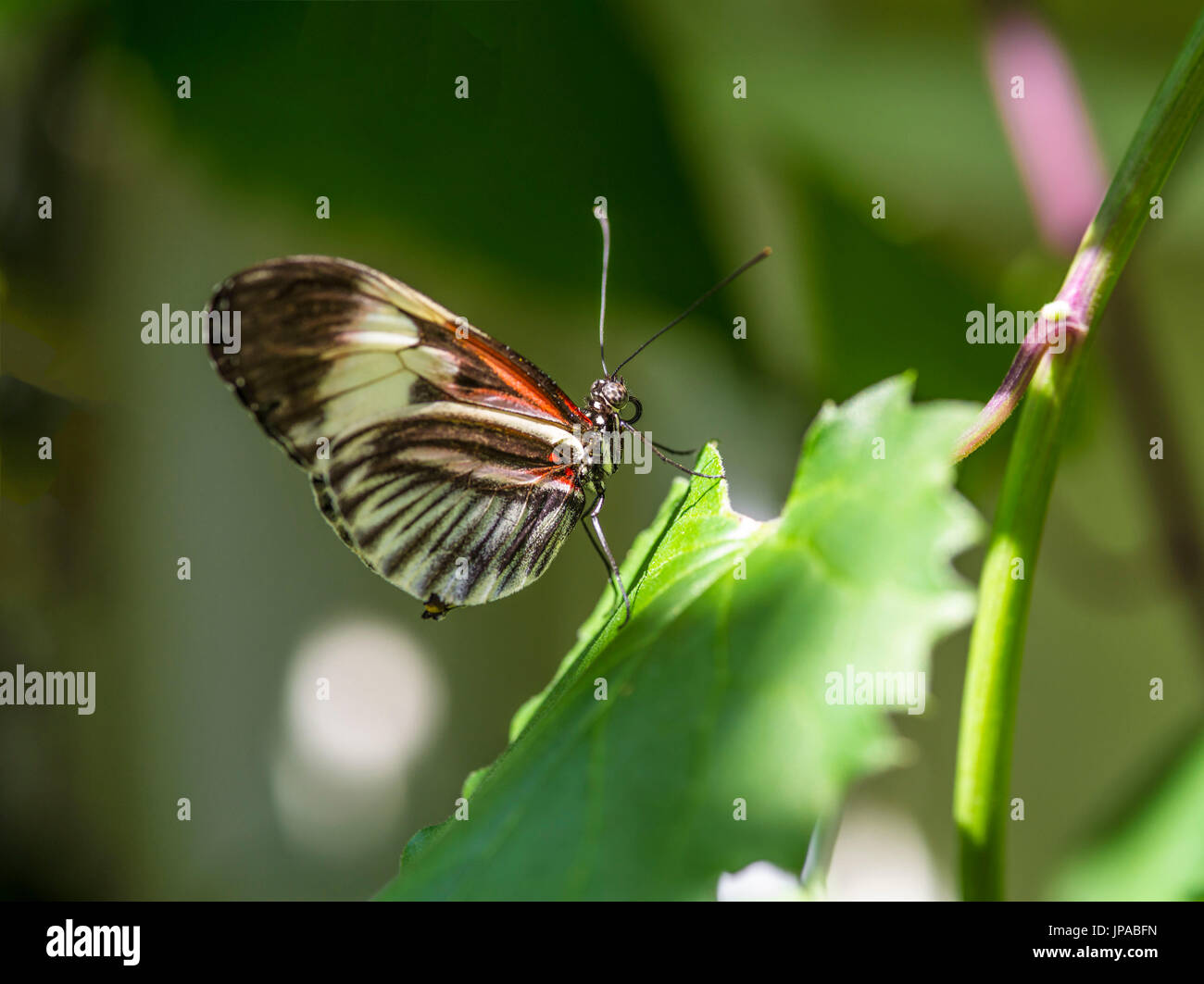 Piano Key Butterfly, Heliconius melpomene, Stock Photo