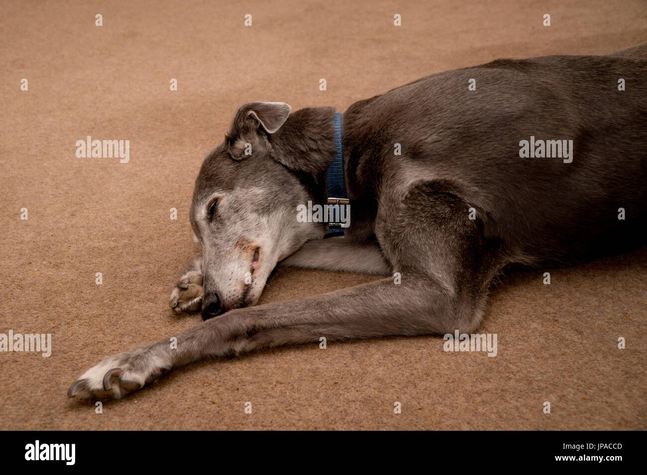 Old greyhound sleeping on a carpet Stock Photo Alamy