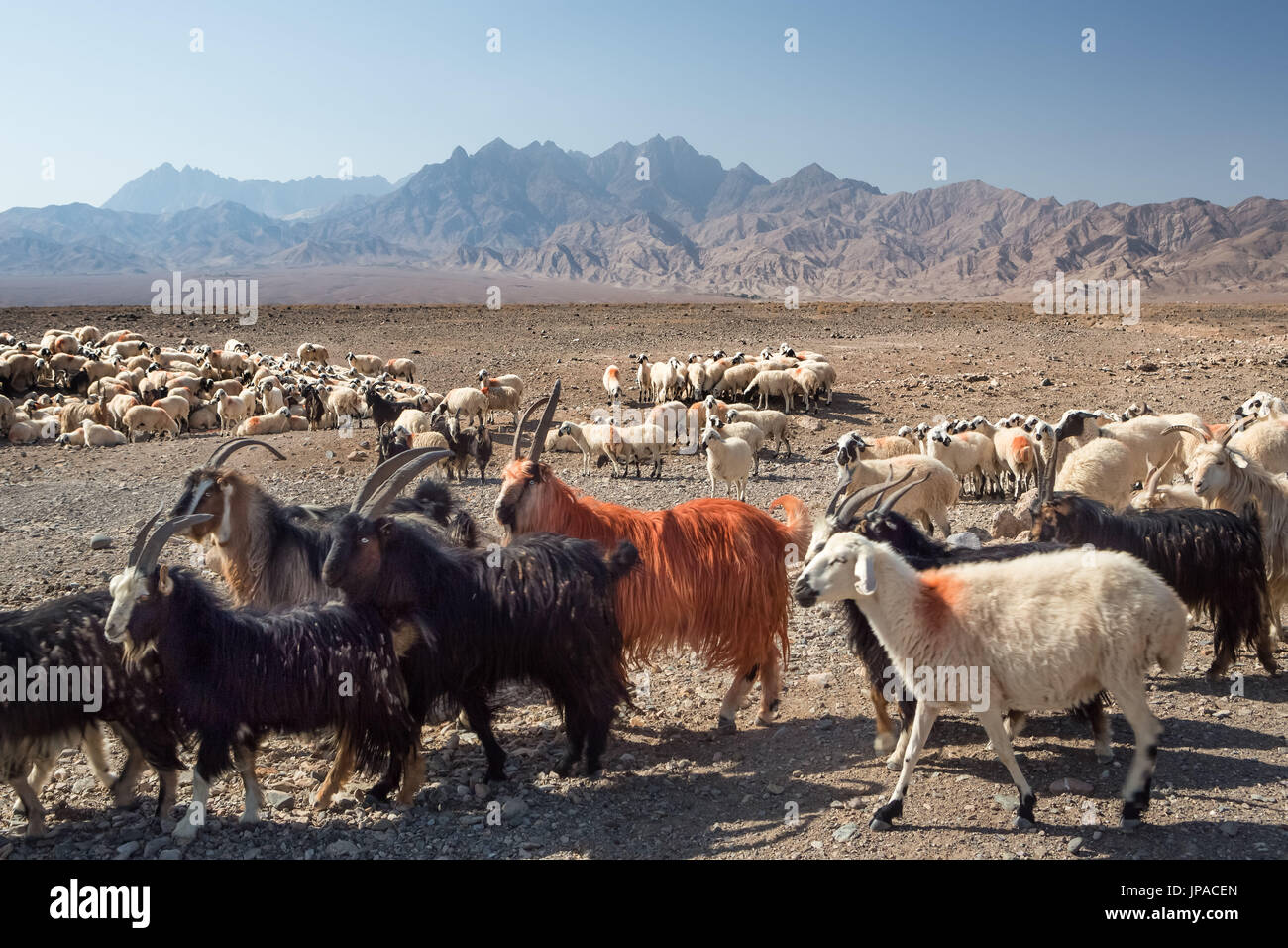 Iran, Near Abyaneh City, Herd Stock Photo