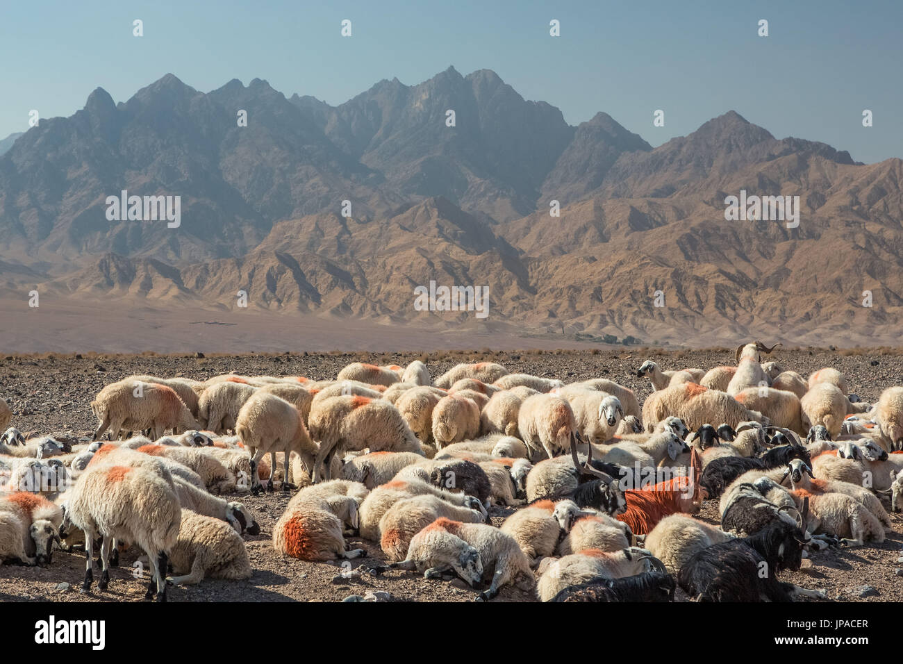 Iran, Near Abyaneh City, Herd Stock Photo