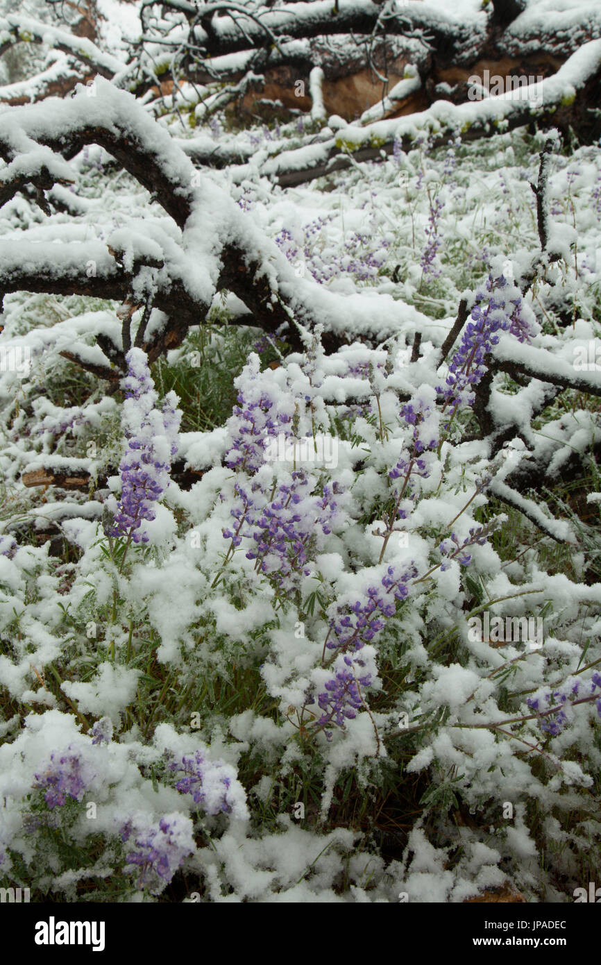 Lupine in snow, Fremont National Forest, Oregon Stock Photo Alamy