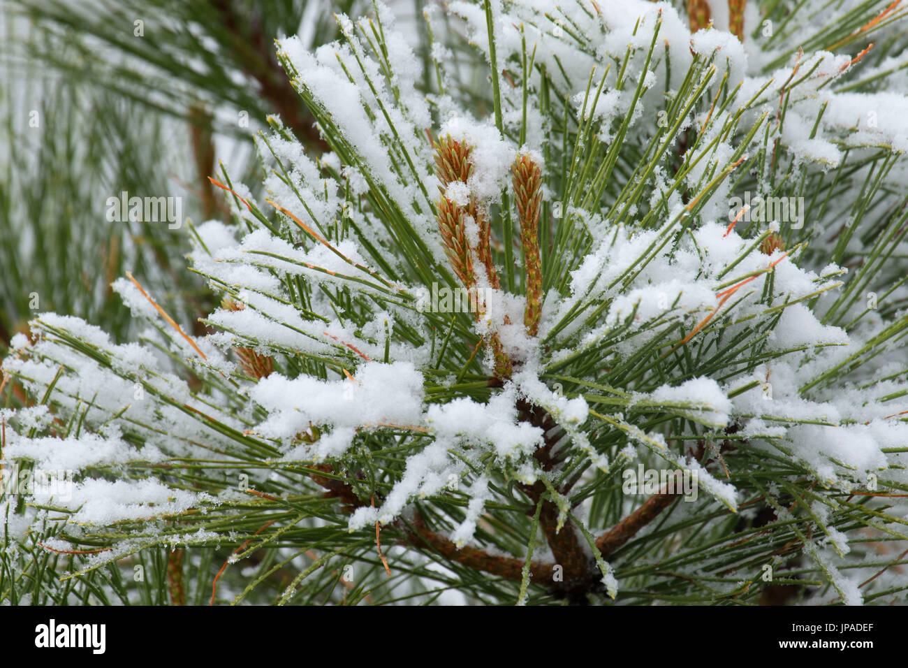 Ponderosa pine (Pinus ponderosa) with snow, Fremont National Forest, Oregon Stock Photo