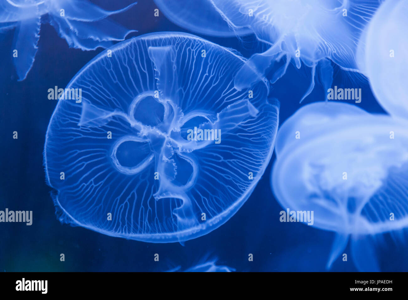 England, East Yorkshire, Kingston upon Hull, The Deep, Moon Jellyfish Stock Photo