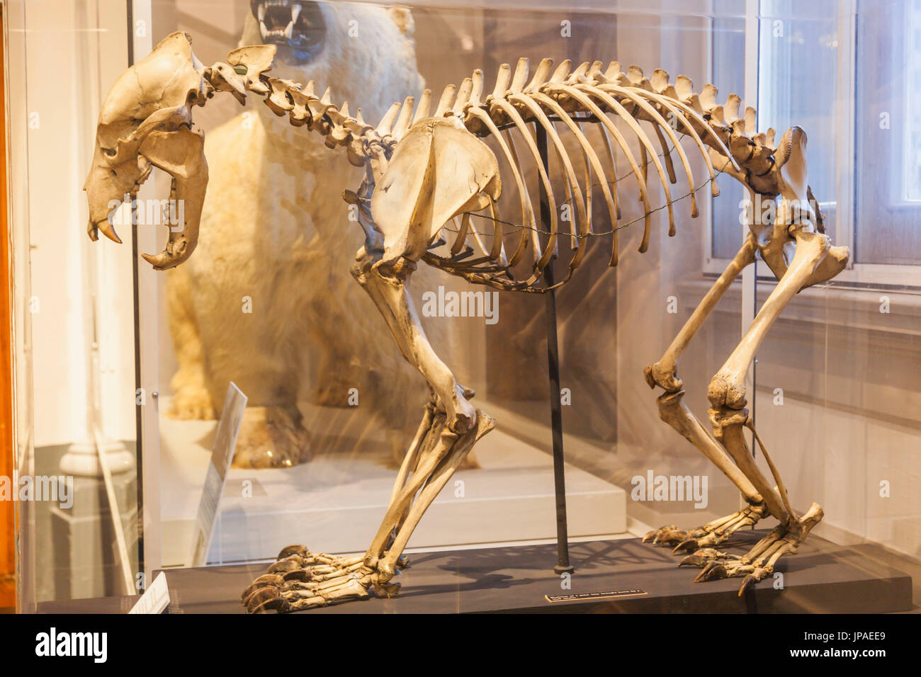 England, East Yorkshire, Kingston upon Hull, The Maritime Museum, Exhibit of Polar Bear Skeleton Stock Photo