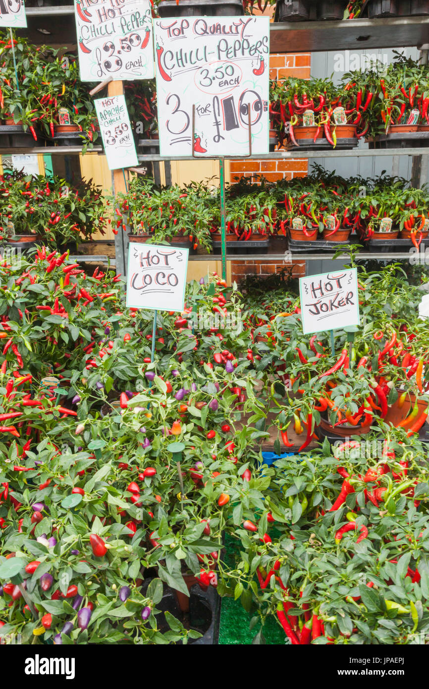 England, London, Shoreditch, Columbia Road Flower Market, Chilli Plants Stock Photo